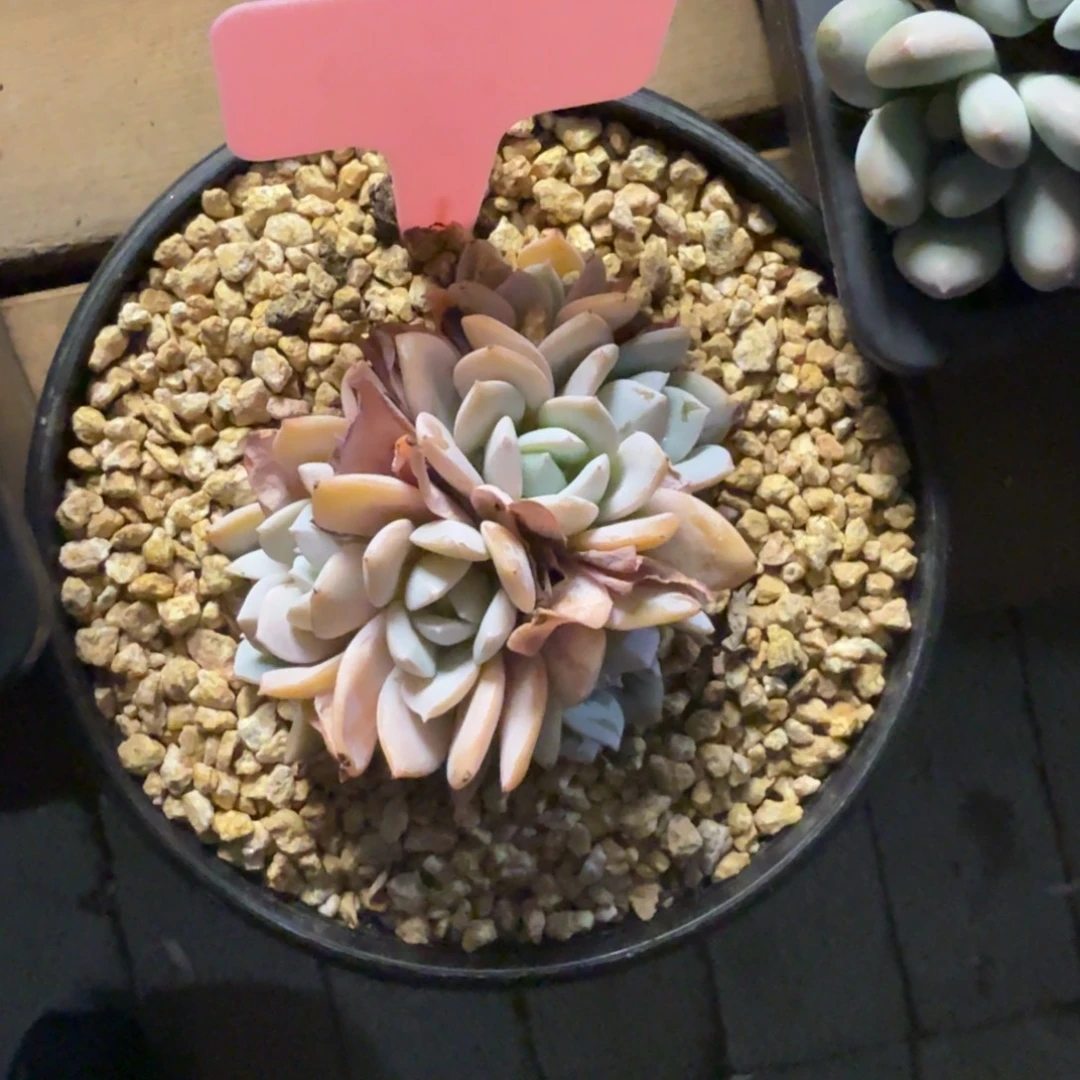 符***娜11111111111111111111111111