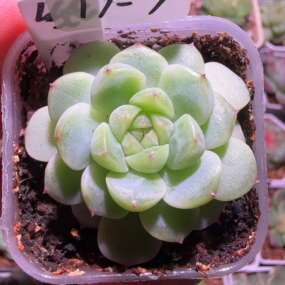 17-7福利甜心纸鸢单头