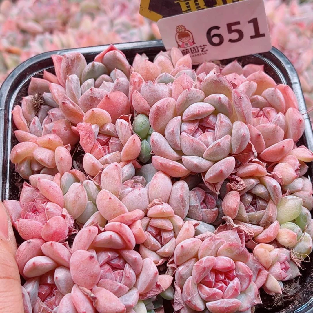 当前无花朵，栽培后可花朵