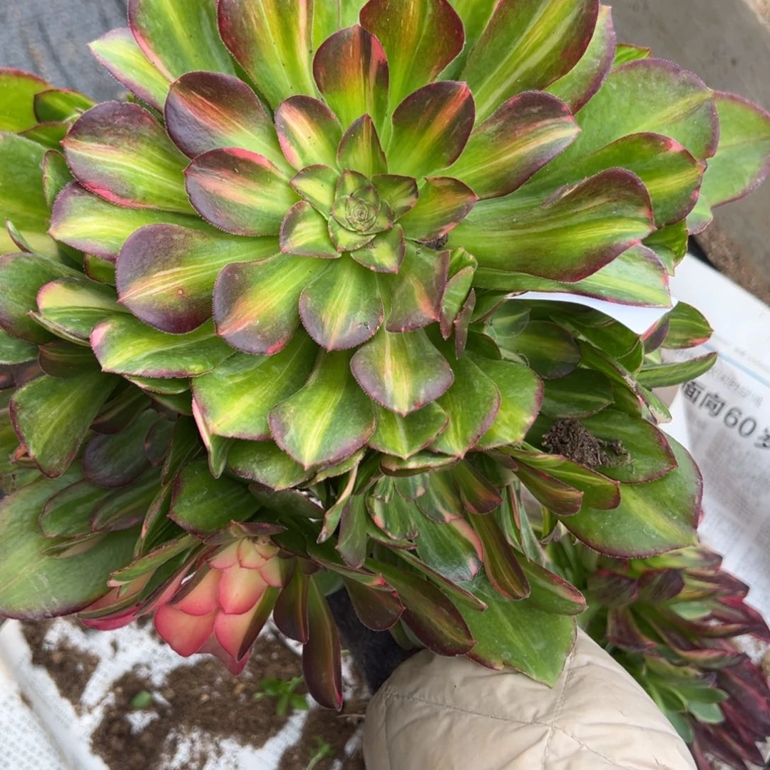 晋*红447流星雨多肉植物一