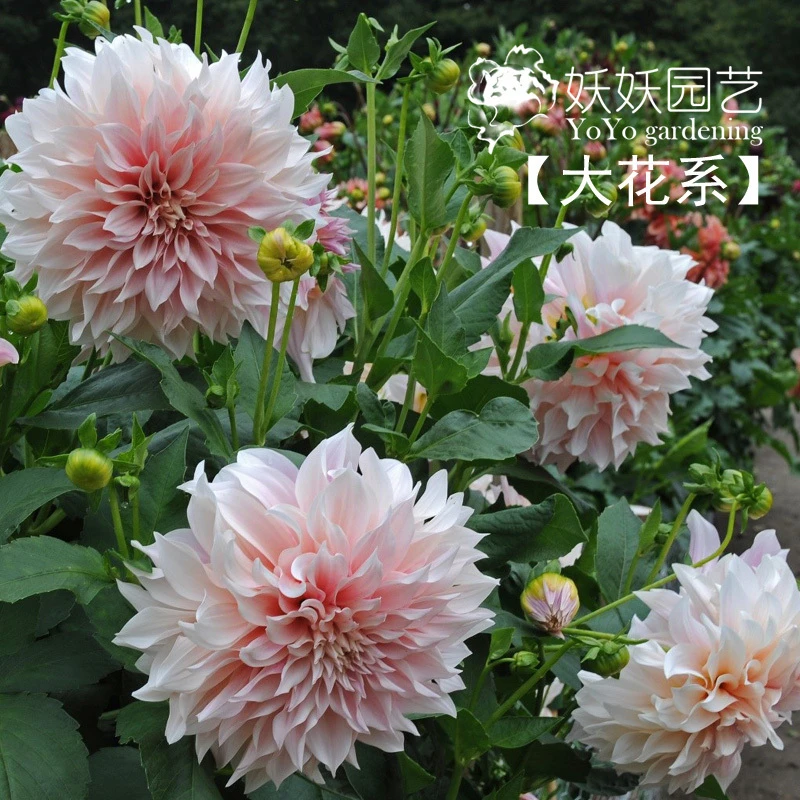 现货  大丽花 荷兰进口大丽花种球牛奶咖啡【大花系】