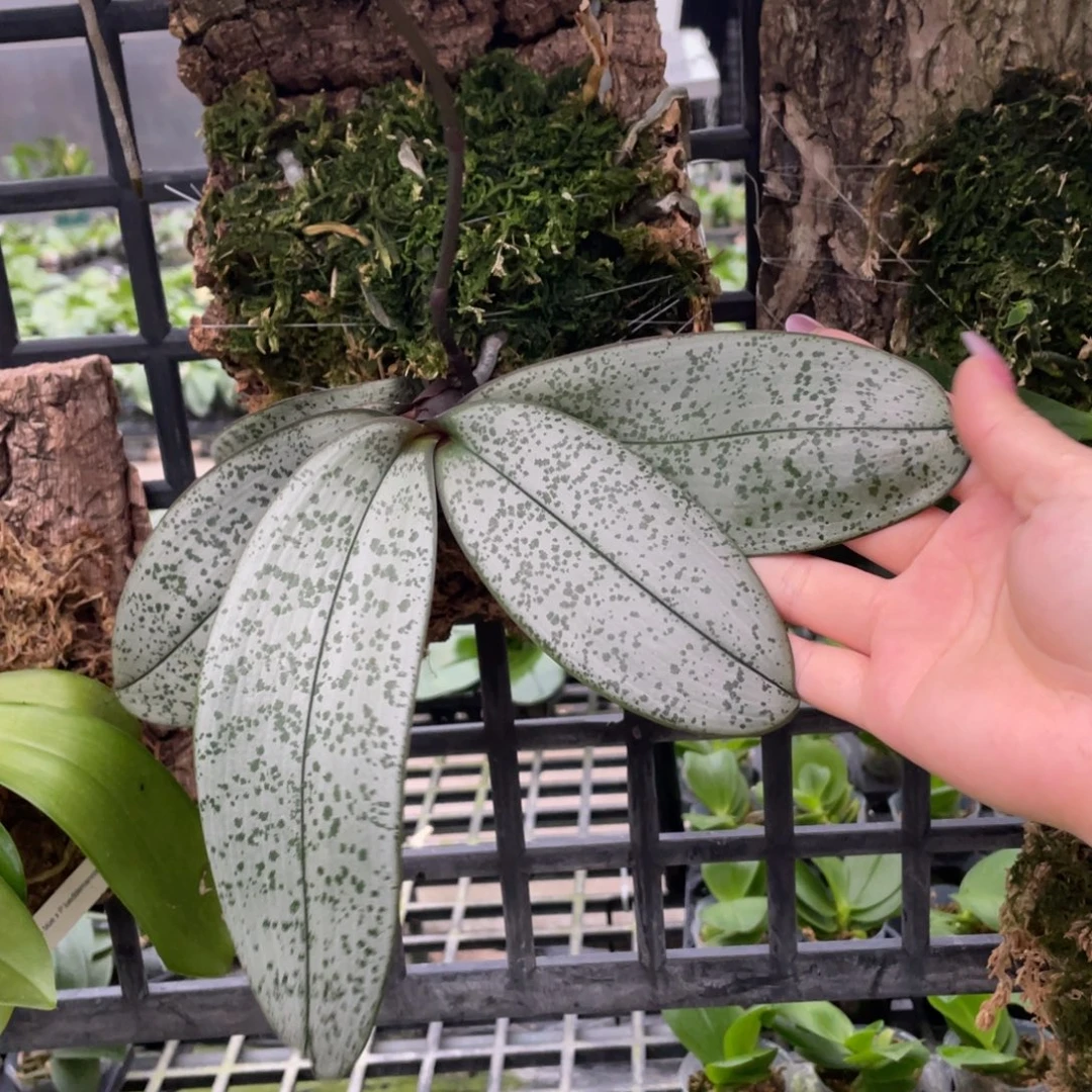 当前无花栽培后可以开花，双花剑，银叶脉纹西分生（板植）