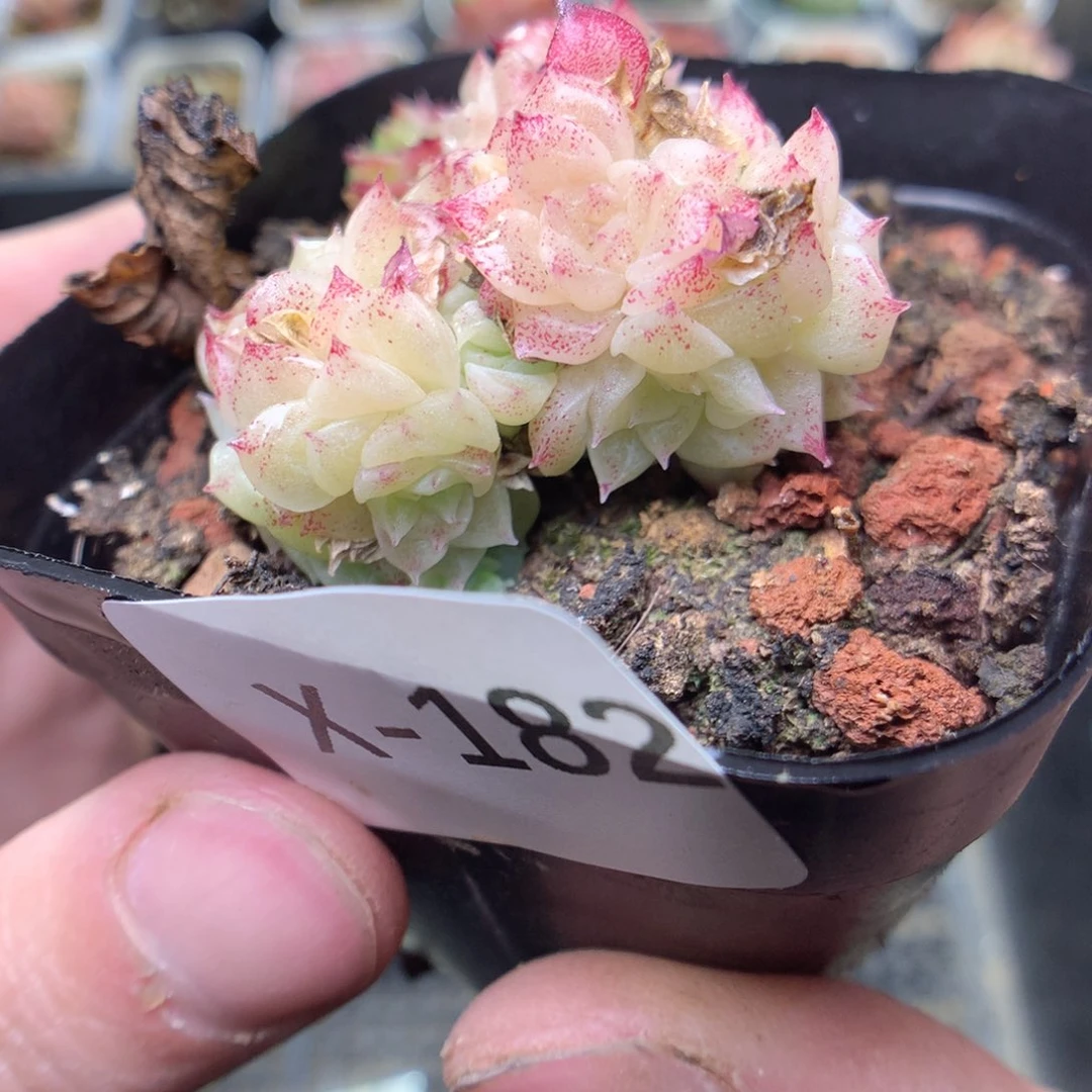 X182y y y y y y y y