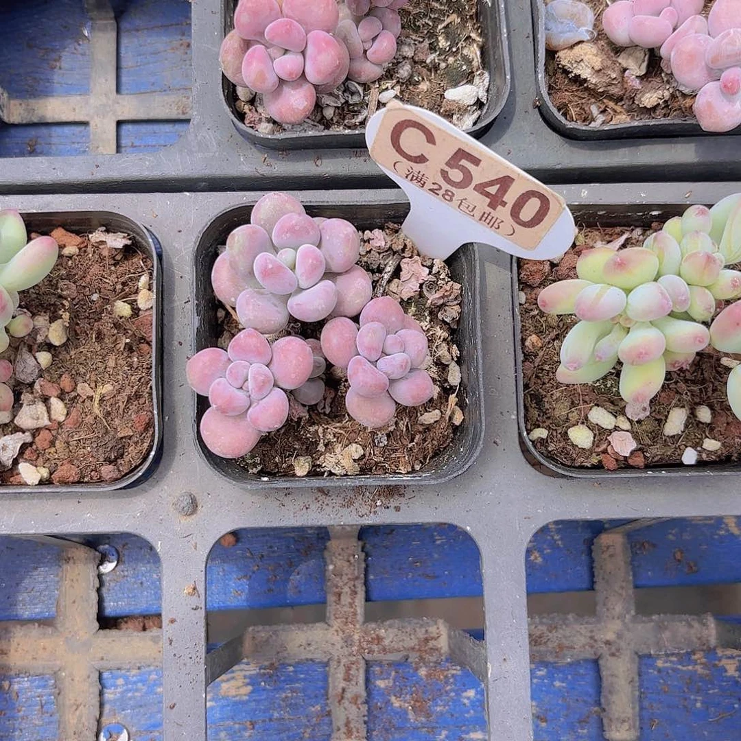 シ****?C540腰子蛋一物一拍