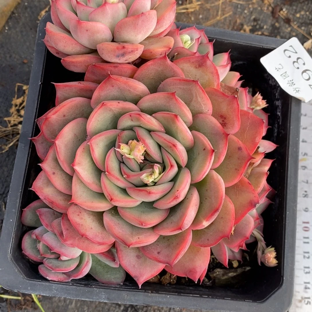 7932杂交多肉老桩