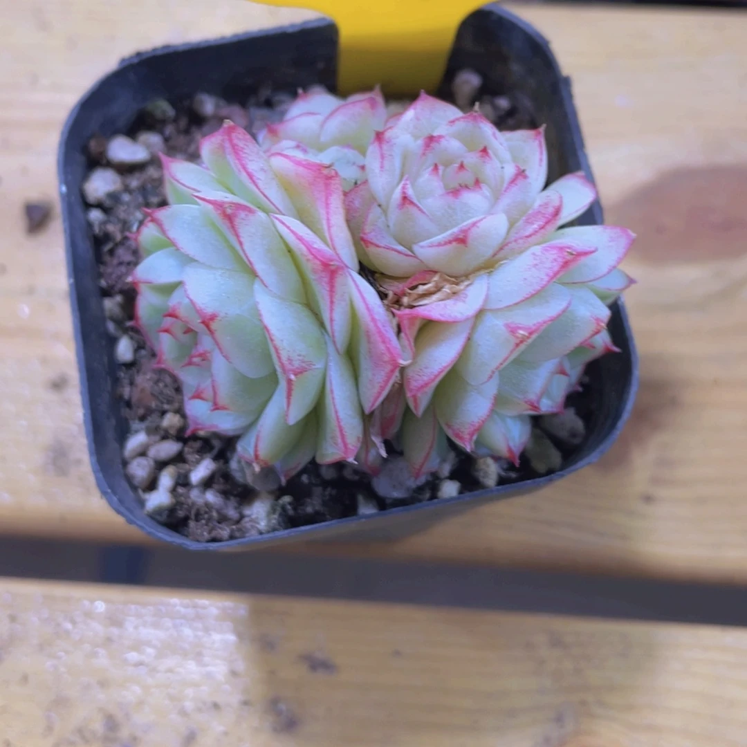 576号花朵女王多头