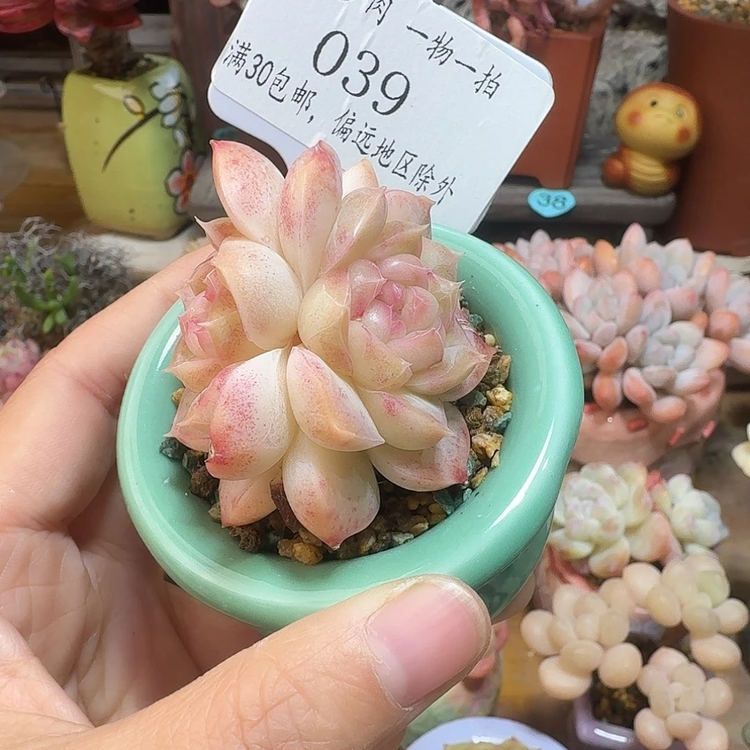 039 多肉含盆土 30元包邮非偏远