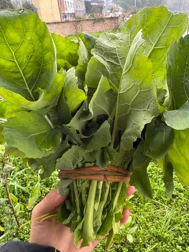 重庆农家自种油菜苔