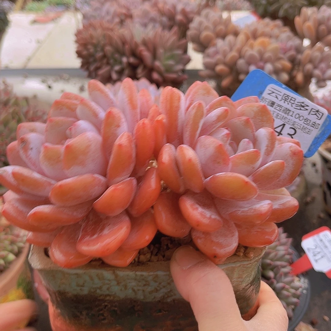 243奶盖多肉植物。