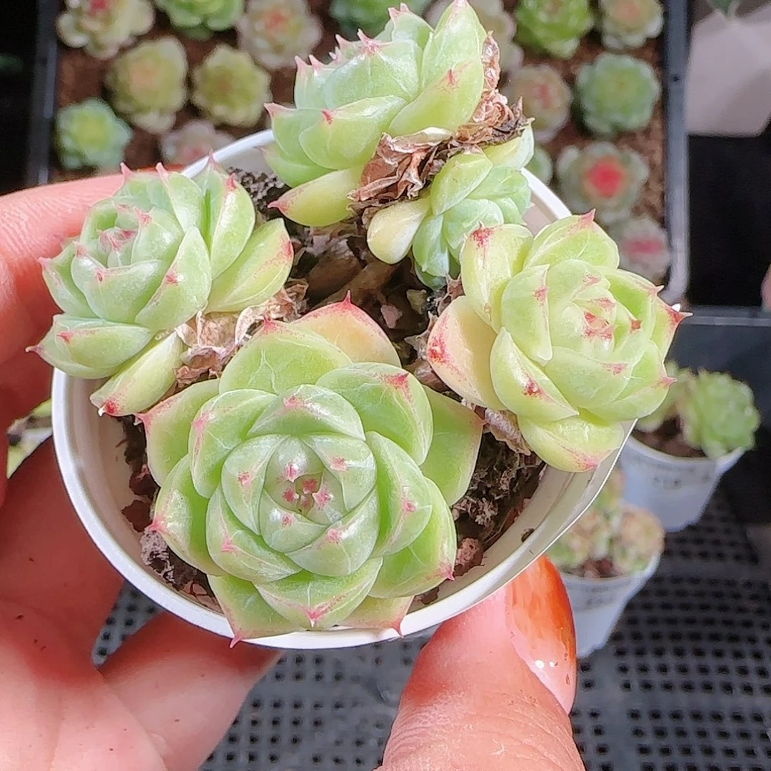 1013–-232麦秆优选不包整