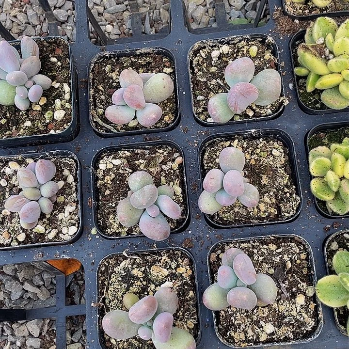 米可单头量拍满18包邮