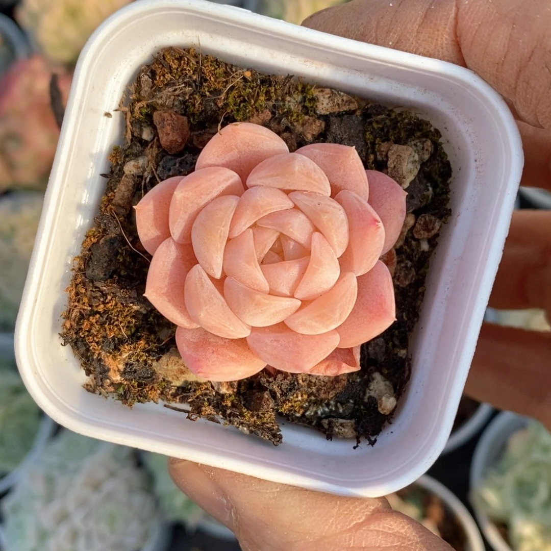 精品多多肉一物一拍不包整53