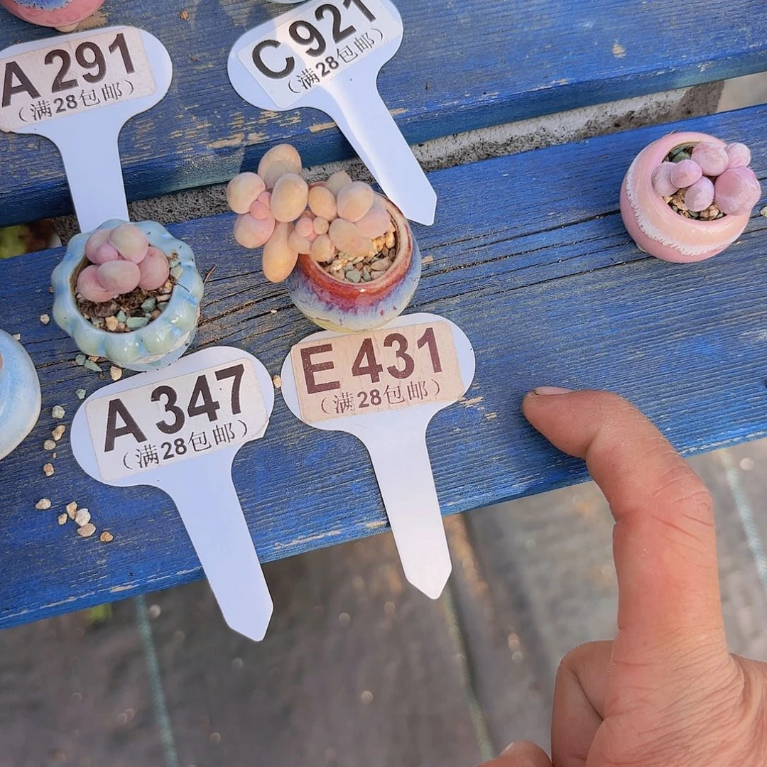 毛***毛E431大叶彩虹奶一物一拍