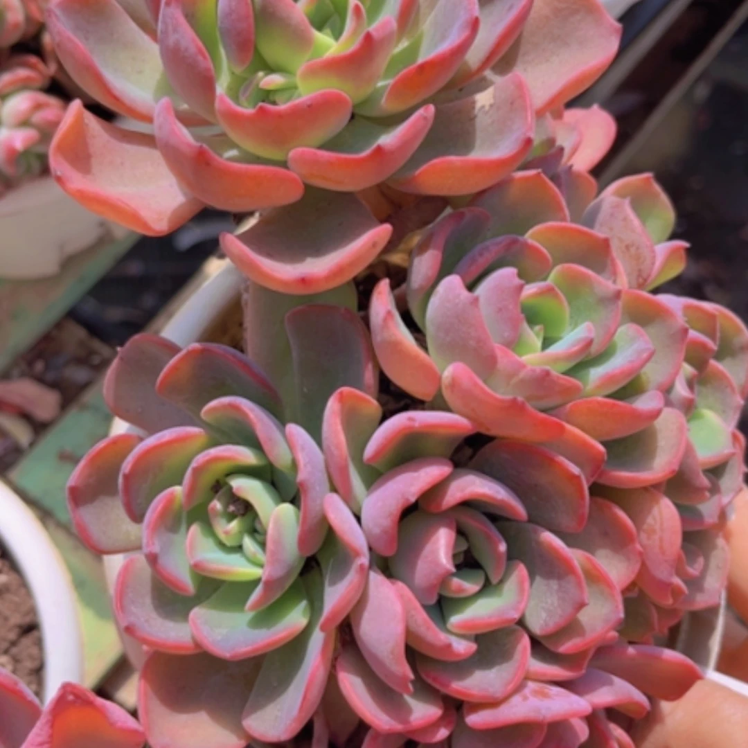 【闪购商品】甜橙仙子0533