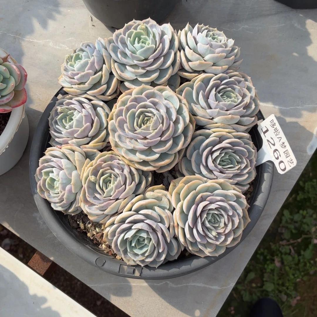 ღ**开开心心每一天1260