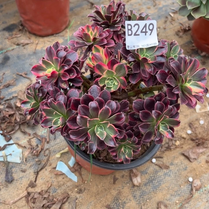 金丝却多肉植物249.