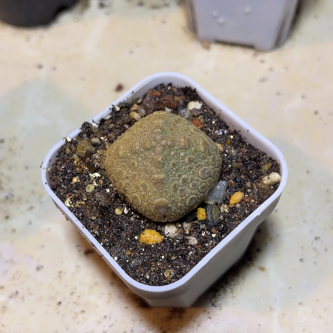 实生四角菱形凝蹄玉