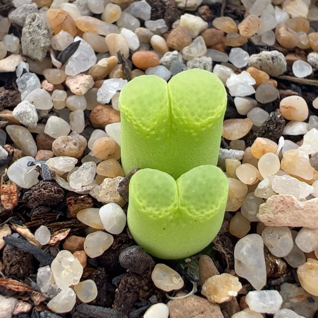 842多肉植物组合