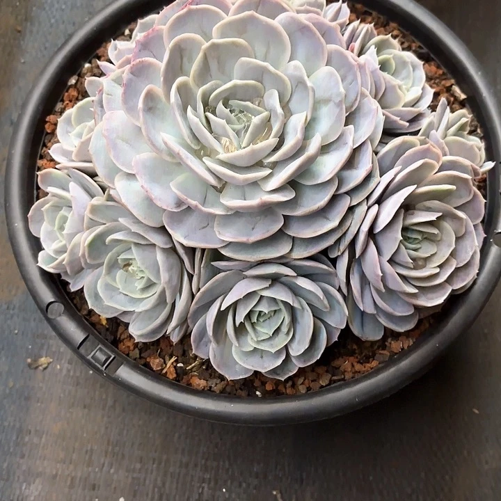 多肉植物，蓝色惊喜