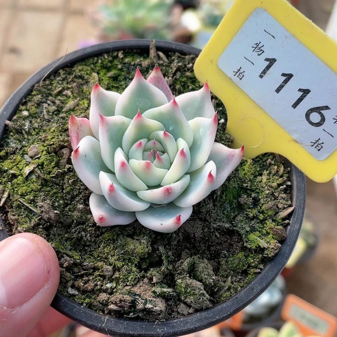 【闪购商品】1116号