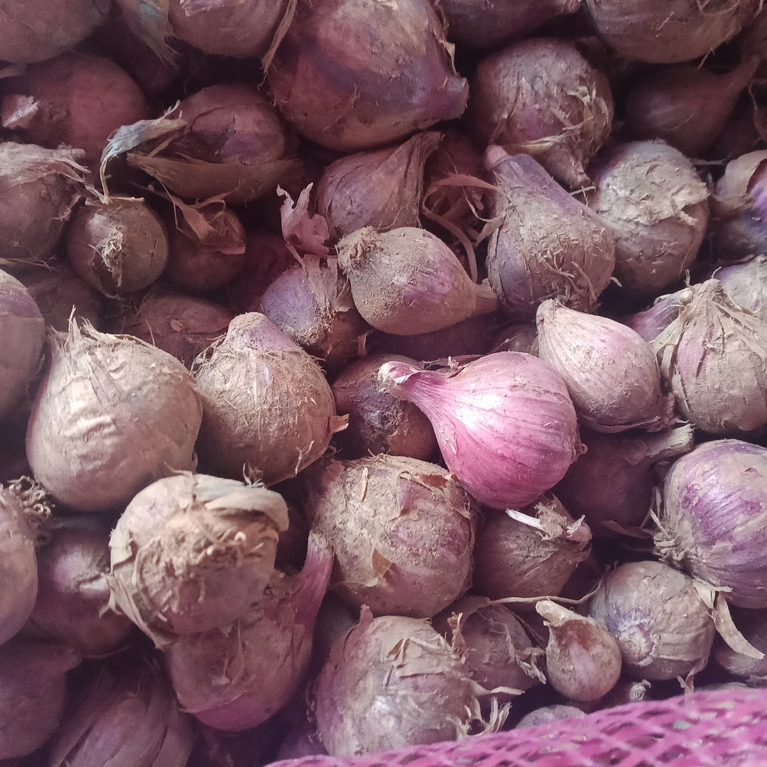 佤乡山货推荐【独头蒜】山货特产干货