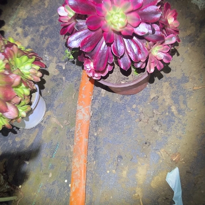 多肉法师植物链接8