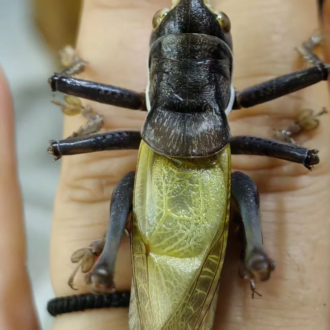新脱狼牙山养殖蝈蝈