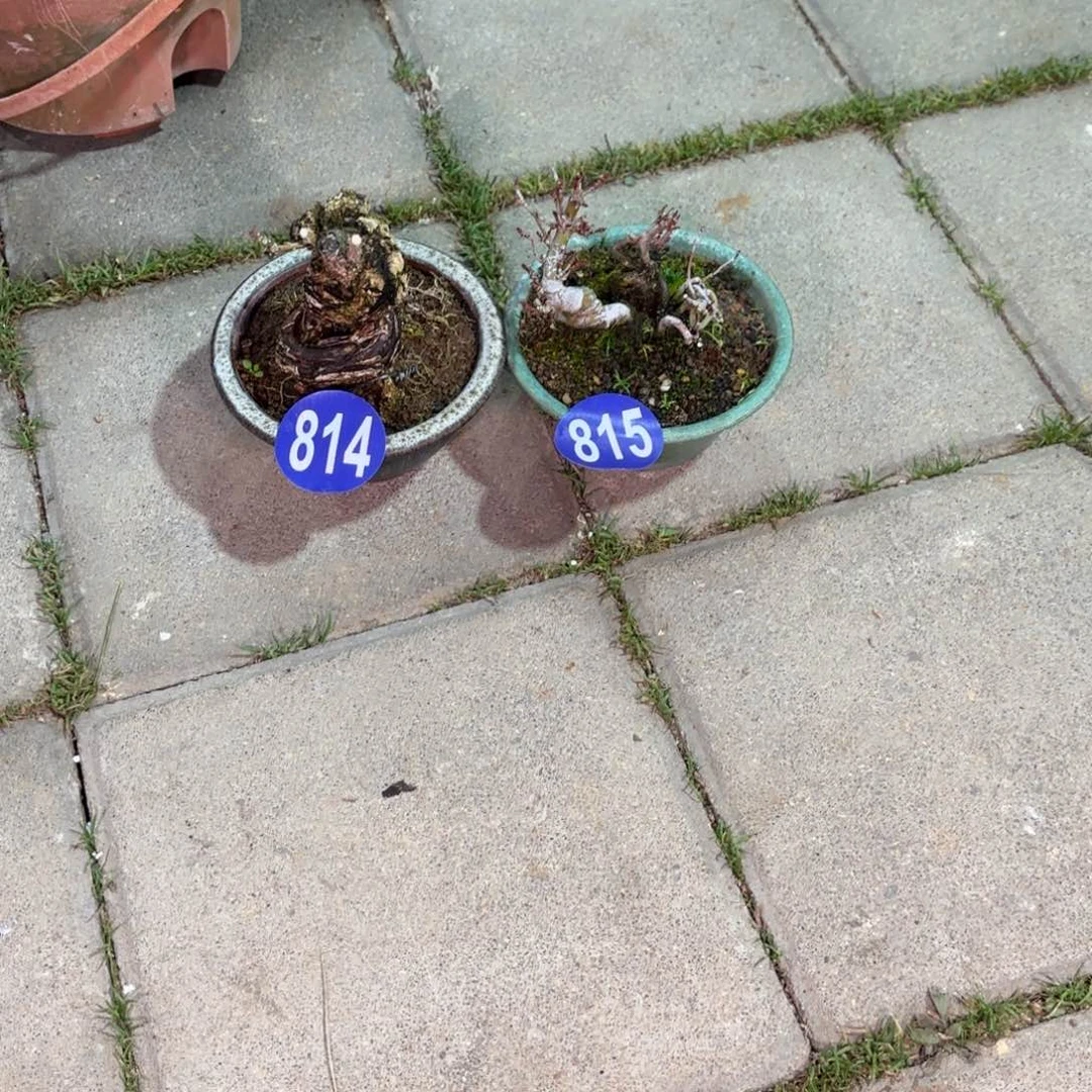 一***缘全场盆景814号815号包邮