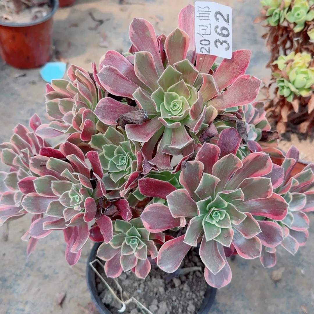 金丝362满20包邮断枝不包