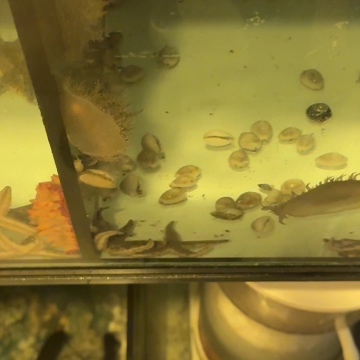 民***仔奶嘴海葵蓝点海猪2个