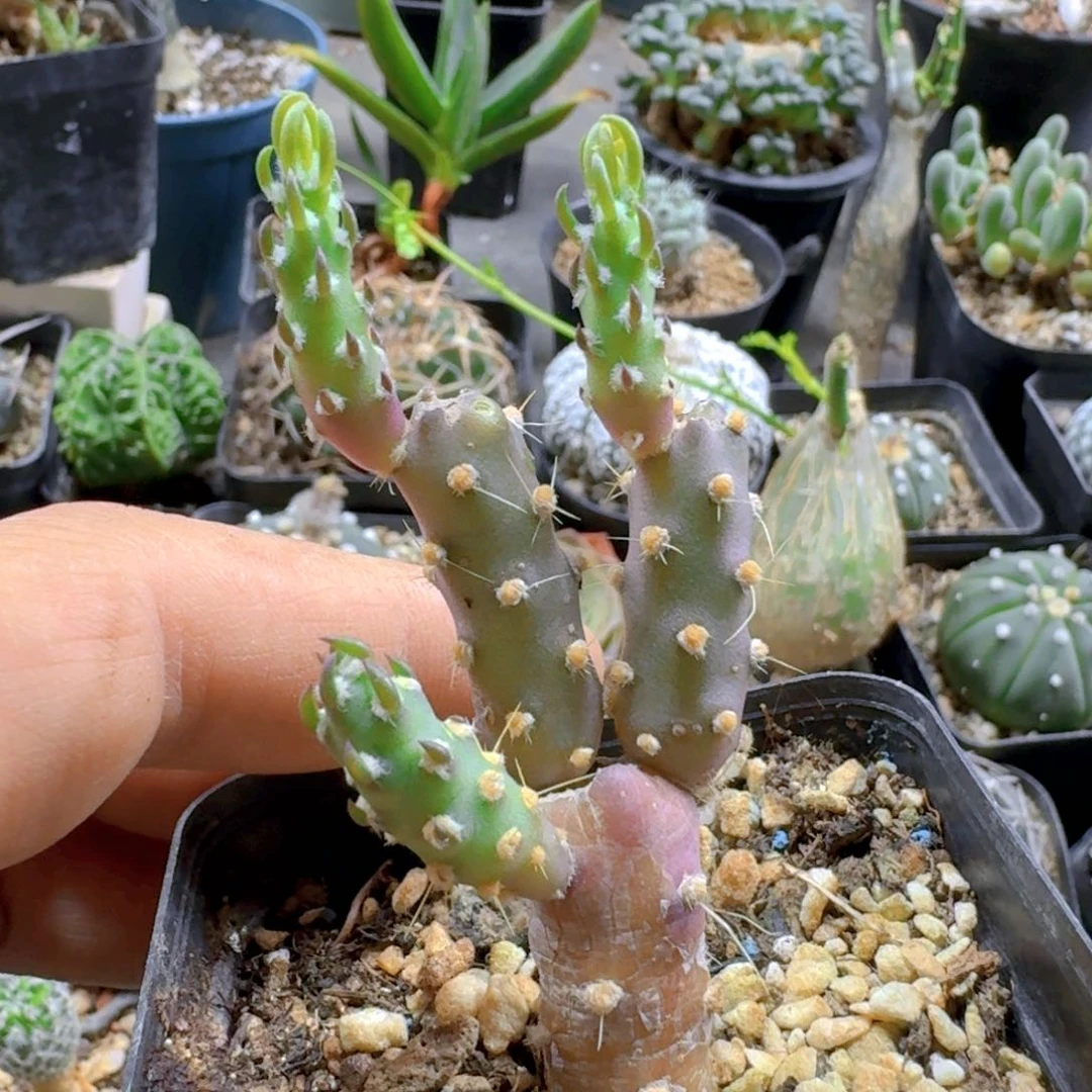 252登龙团扇脱土发货