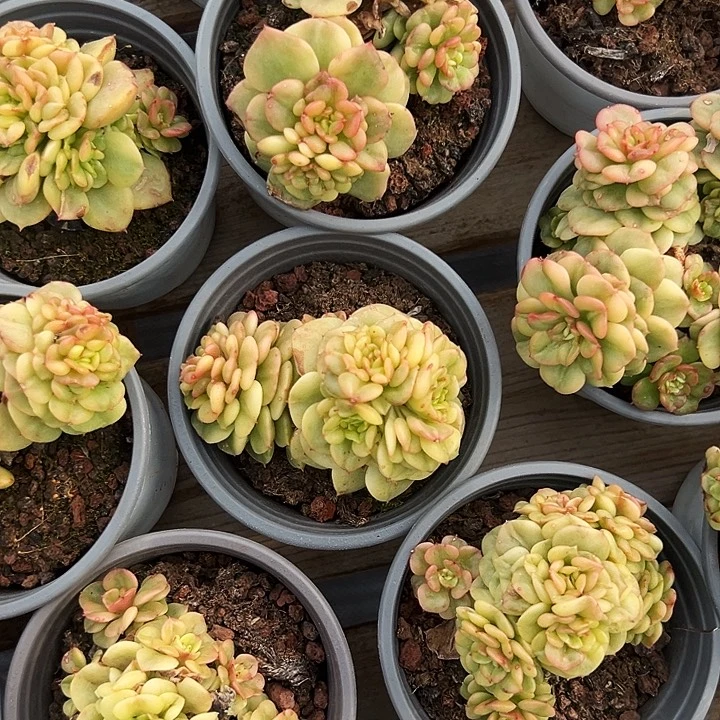 蜡牡丹锦     福利多多