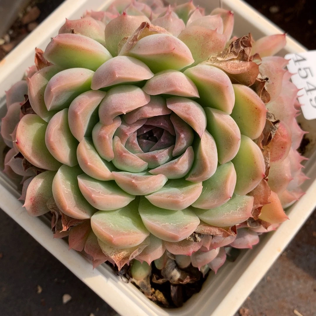 4549新年快乐发发发