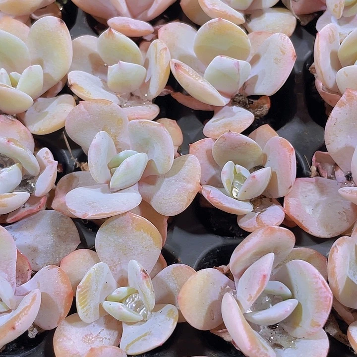 白凤精品多肉量拍