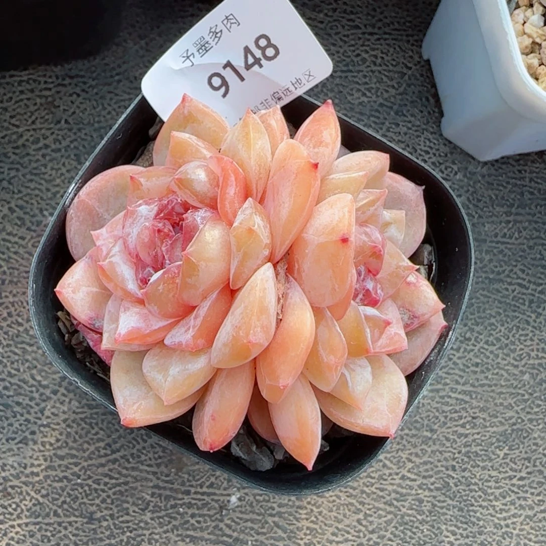 开播福利，9148多肉植物