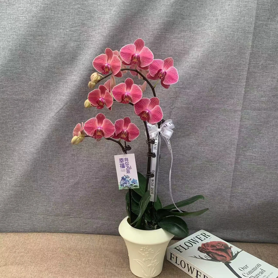 【聚宝橘子】橘红色系蝴蝶兰室内种植观赏送礼带花发货