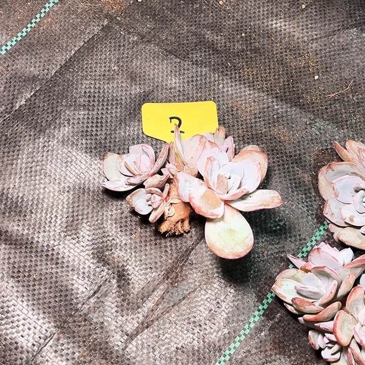 湫***片奶茶2号码牌子的话题了解