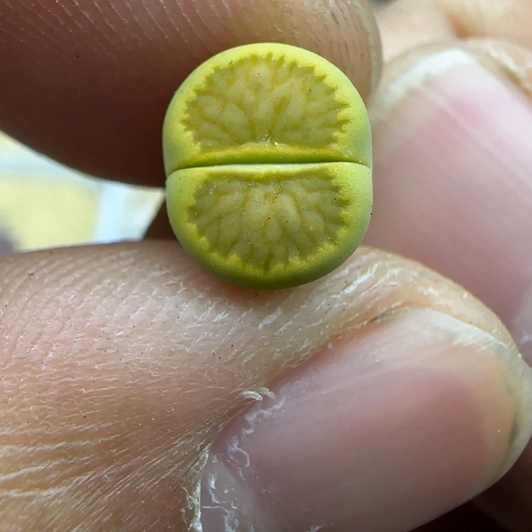 224 生石花大棚直播