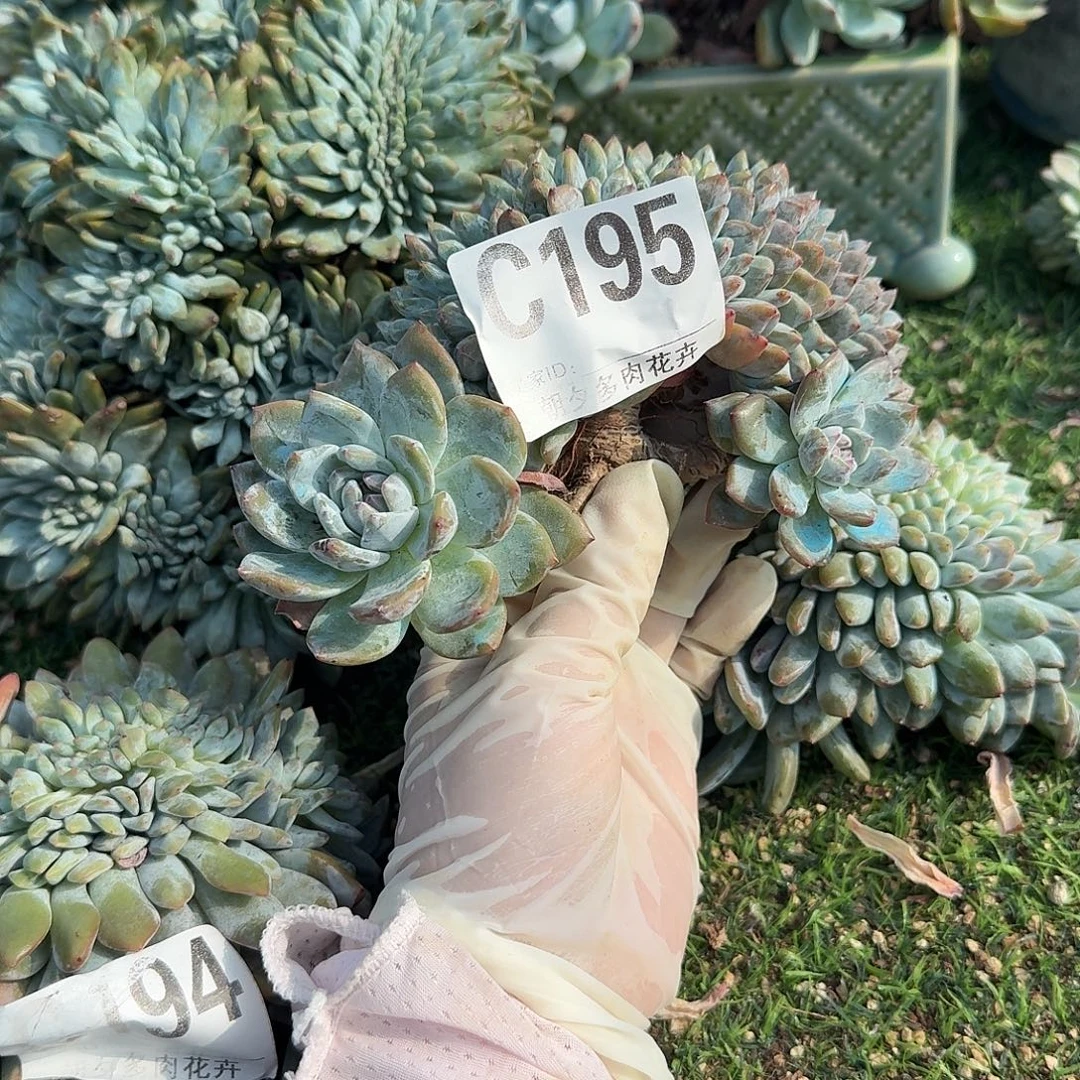 虫***虫星影缀化呀呀呀呀