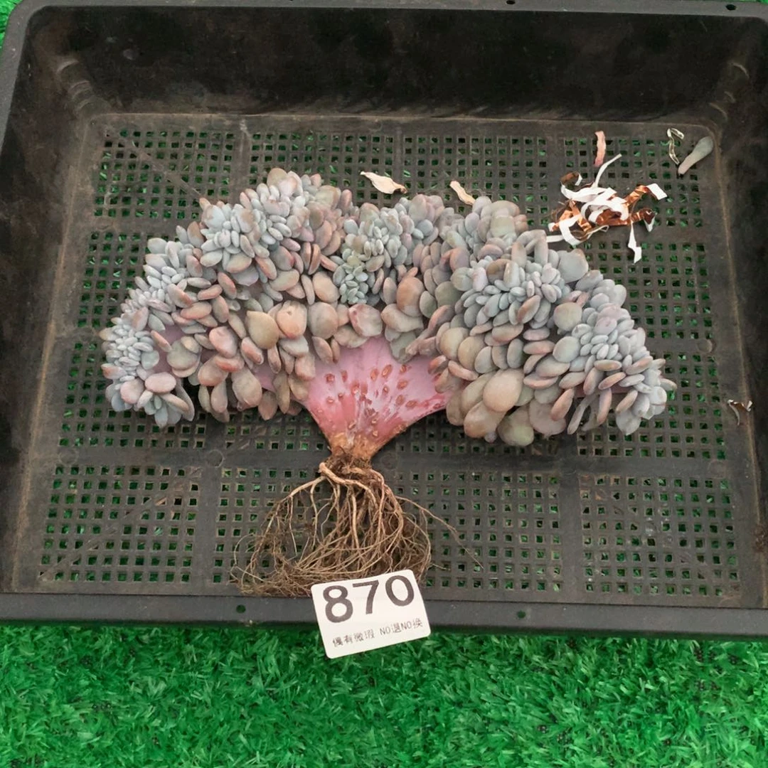 870粉兔缀多肉植物