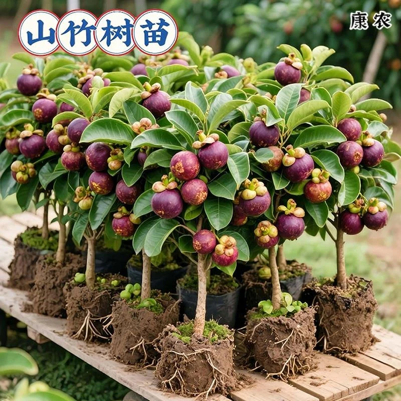 泰国山竹树苗带果四季盆栽岭南黄金山竹嫁接无籽种植果树果苗南方