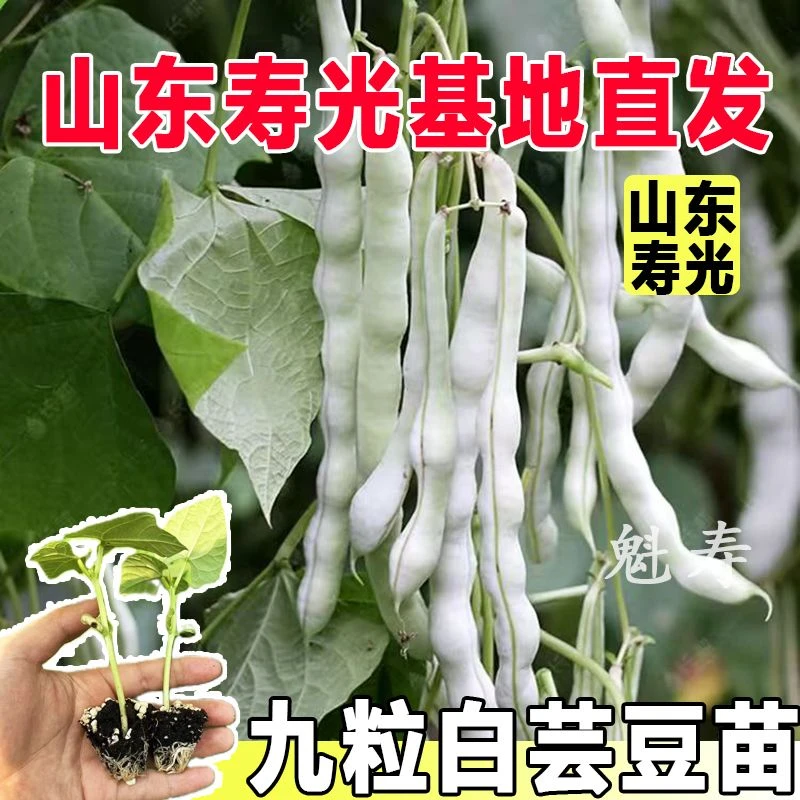 寿光九粒白芸豆秧苗带土老来少芸豆架豆豌豆四季豆绿豆角种子盆栽