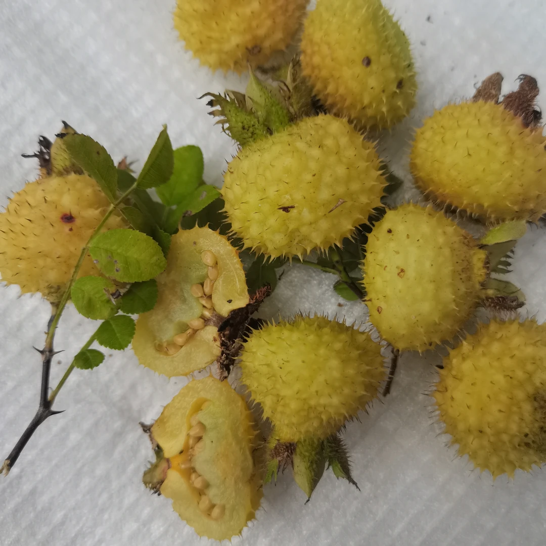 贵州特产刺梨鲜果新鲜现摘可生吃泡酒水榨汁果脯原料果