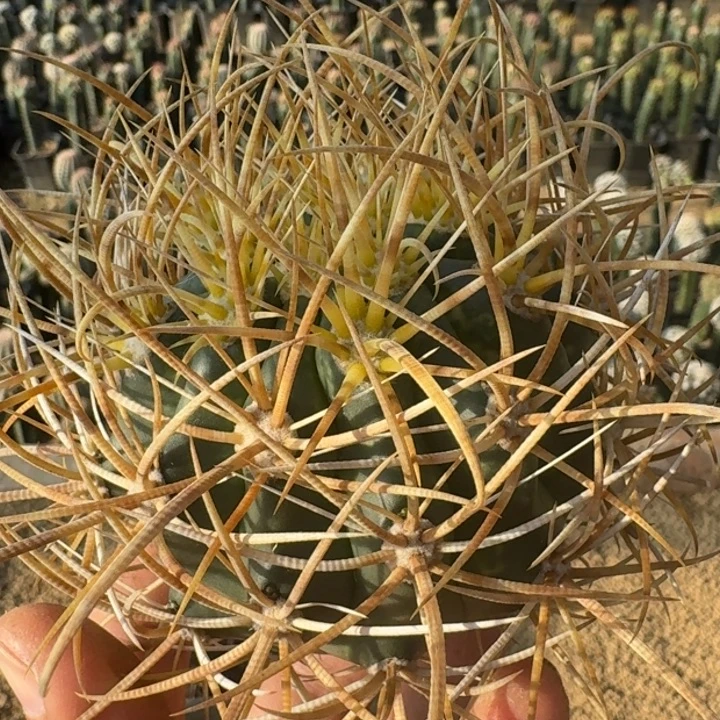 金冠龙无根6666666