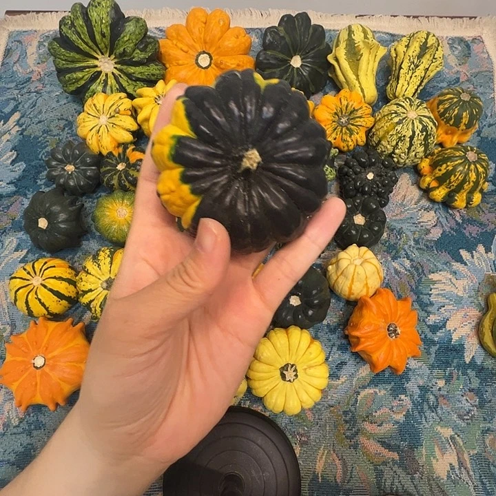 墨西哥葫芦素具体来说