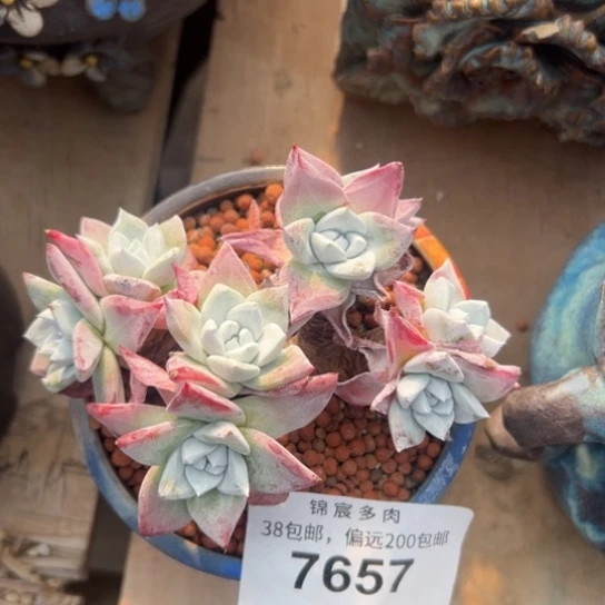 流丹白豪～一物一拍7657