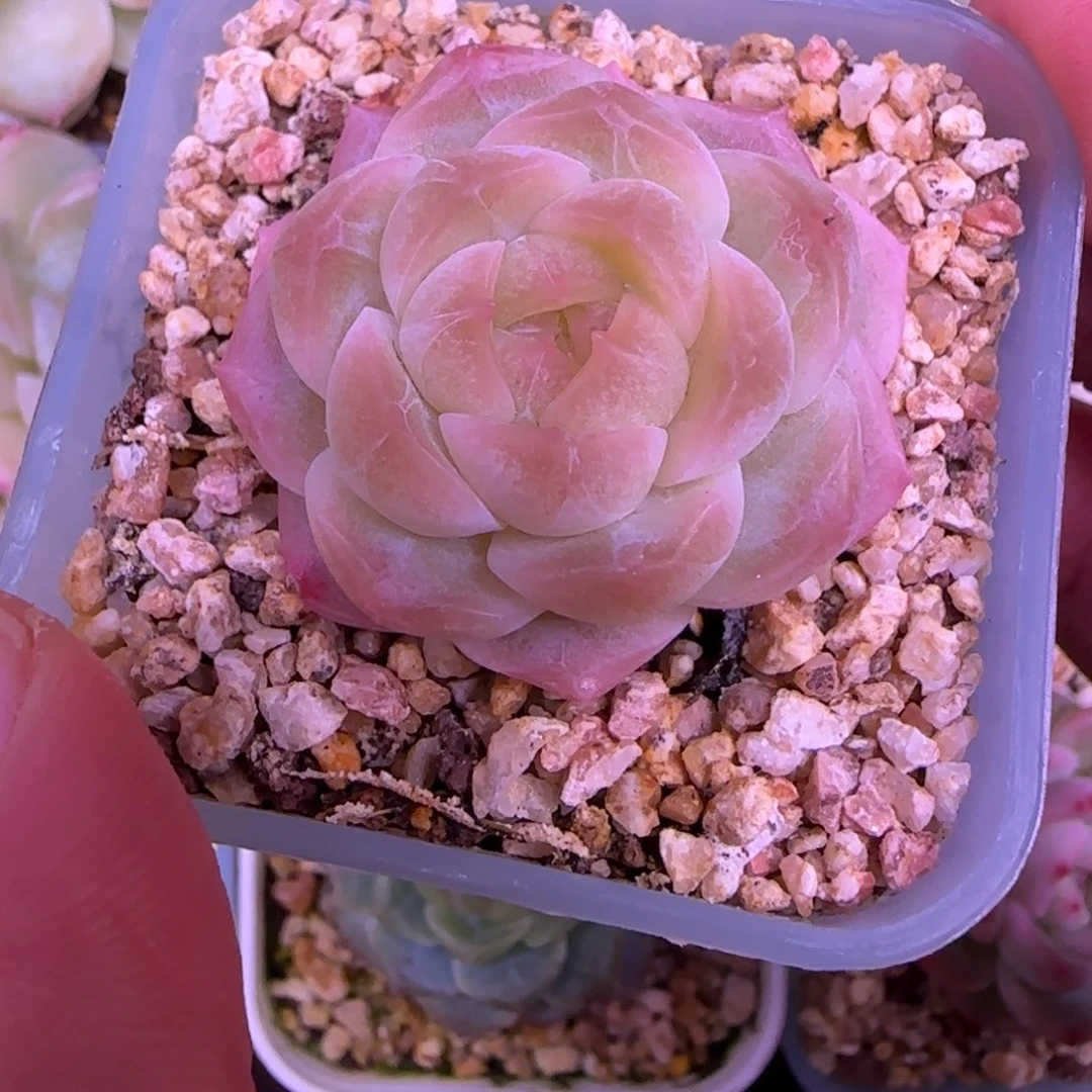 小****一物一拍财富密码3