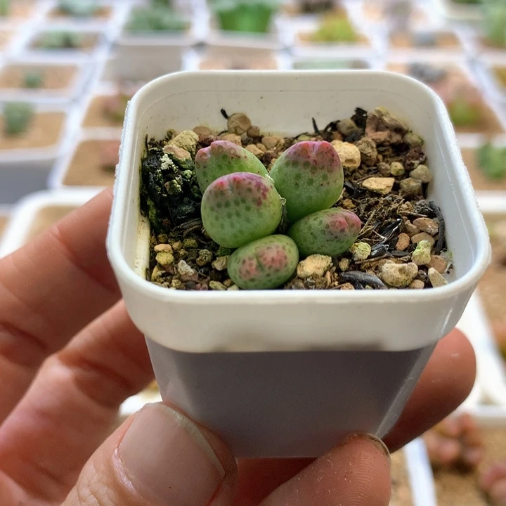 A*AL专拍 肉锥植物
