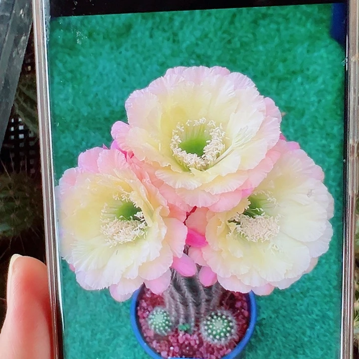 毛花柱初春侧芽拍一发二     瑕疵