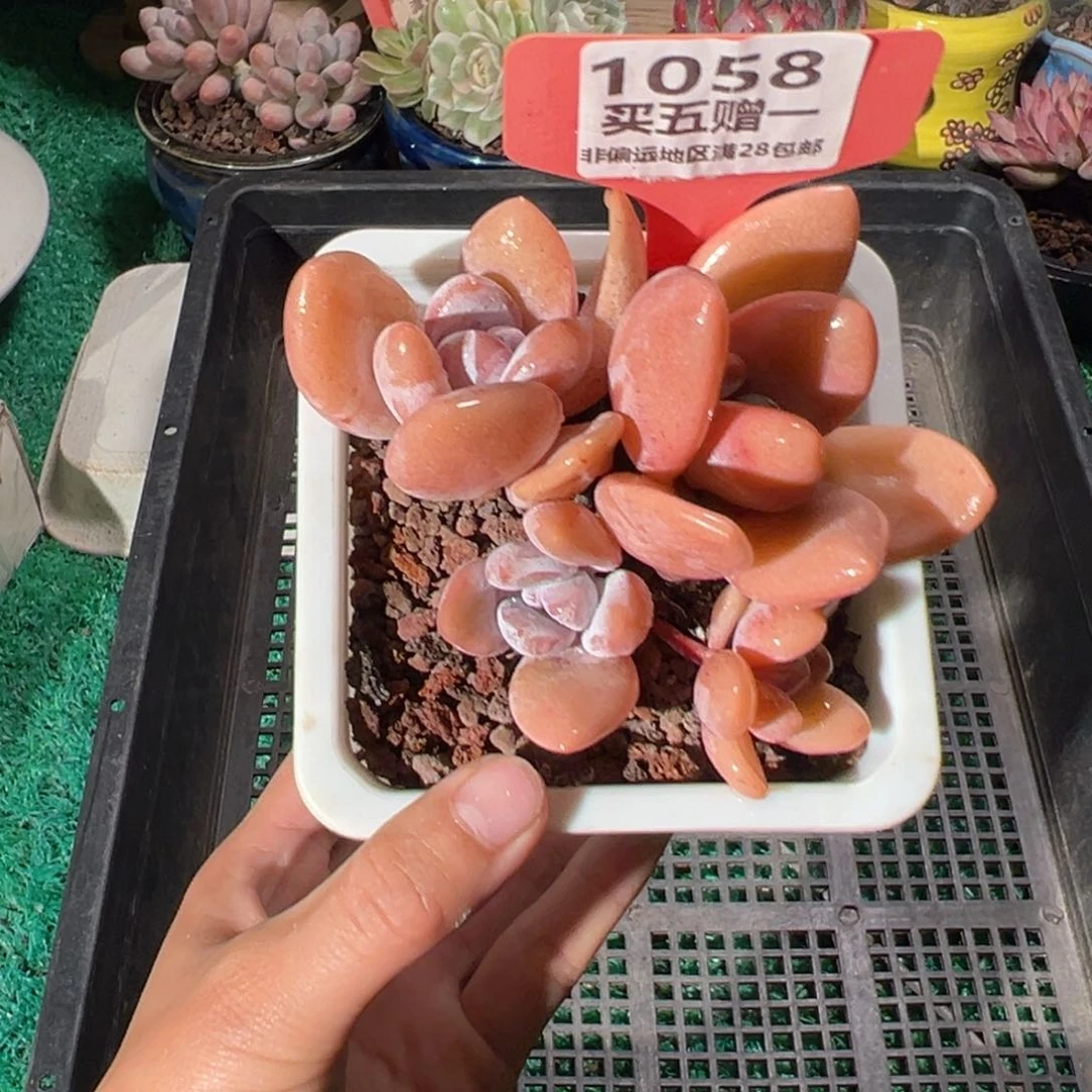表妹精品多肉1058.